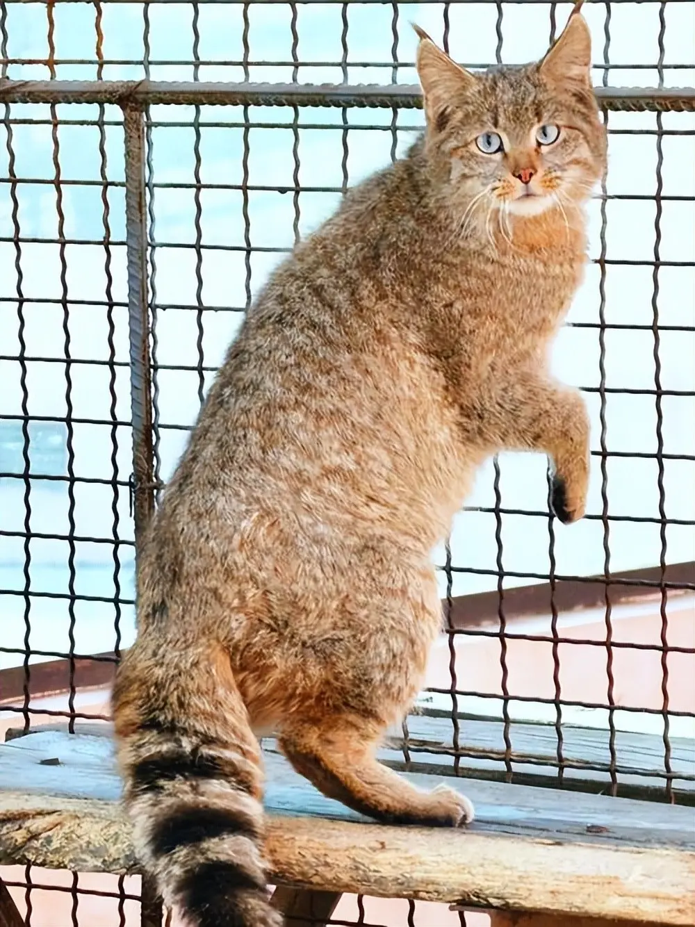 开yun体育网李晟团队2017年作念过一项探望-kaiyun体育官方网站全站入口 (中国)官网入口登录